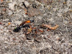 A female opening her nest, with a prey caterpillar behind her
