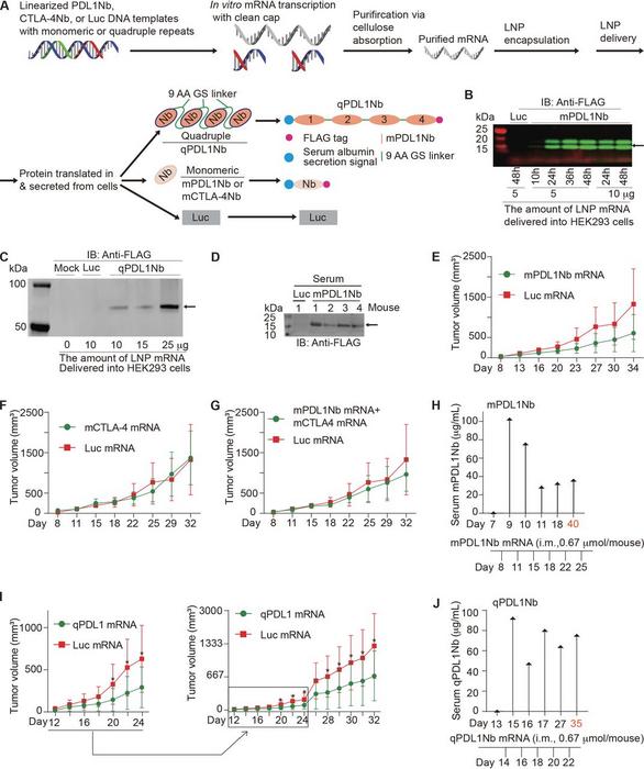 qPDL1Nb mRNA-LNP treatment suppresses MC-38 tumour progression.