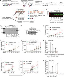 qPDL1Nb mRNA-LNP treatment suppresses MC-38 tumour progression.