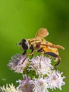 Plant-pollinator systems across varied regions exhibit differing vulnerability patterns to rising temperatures.