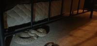 The beasts under your bed
