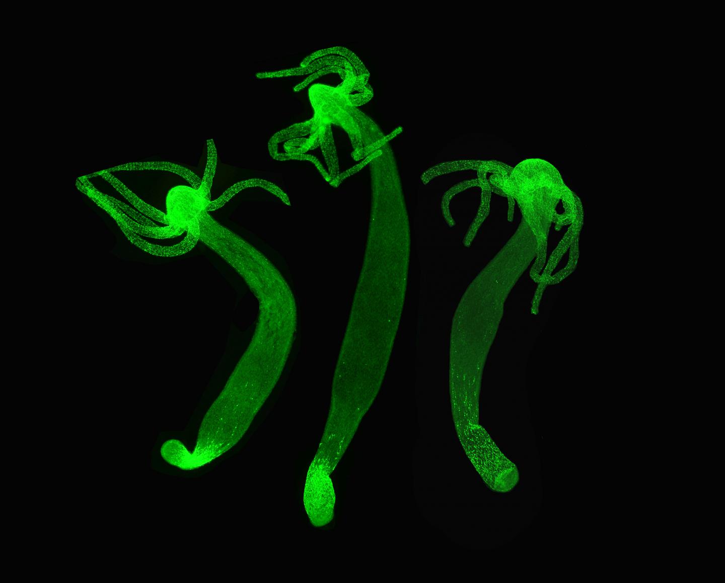 The Nervous System of Hydra