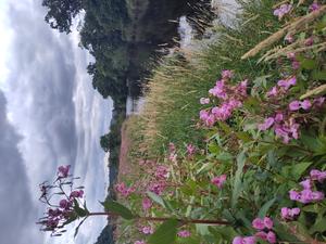 Himalayan balsam