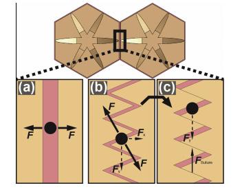 Boxfish Sutured Surface