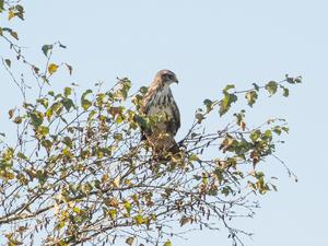 The Common Buzzard