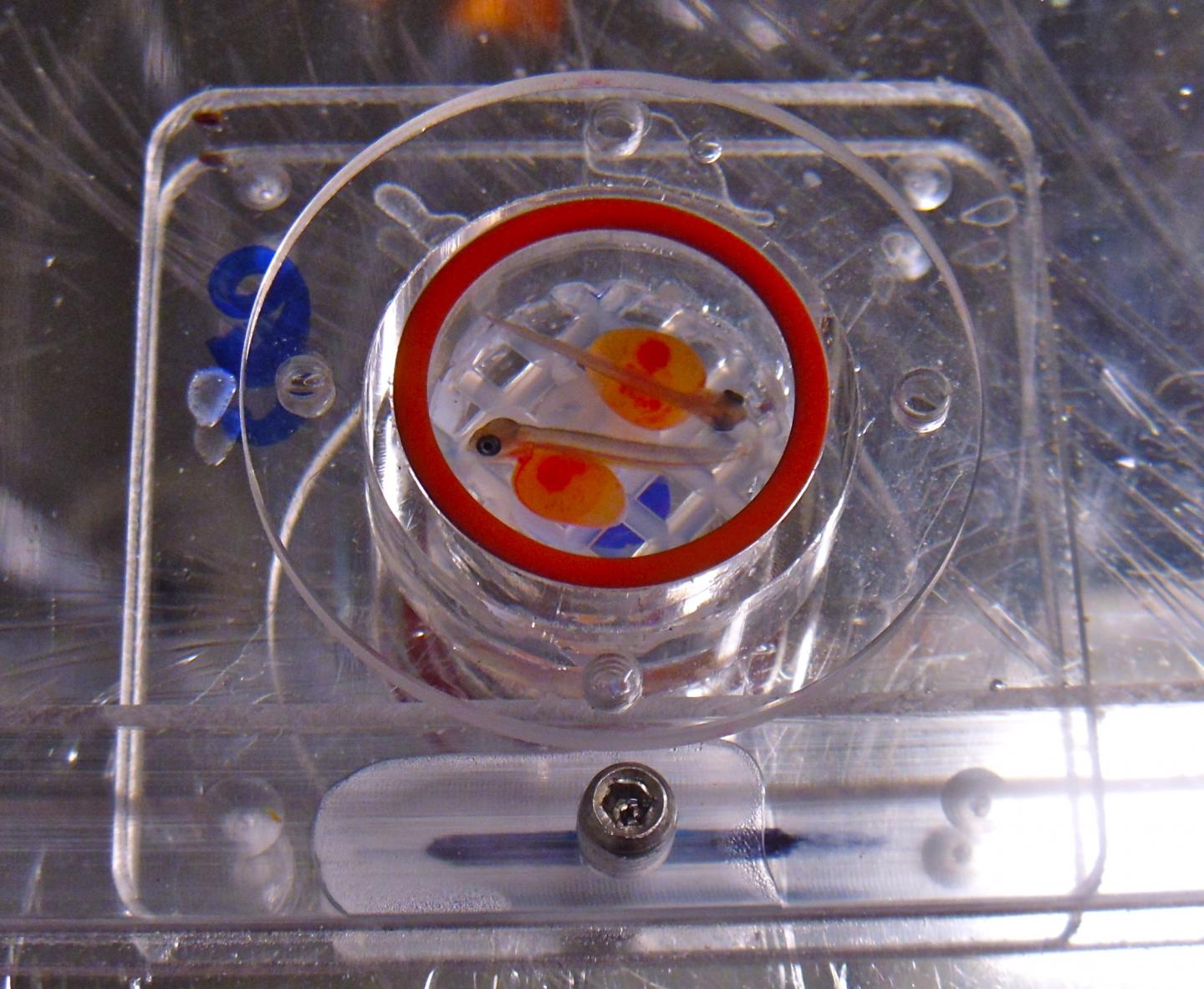 Pink Salmon and Respirometry Setup