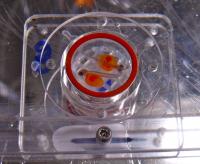 Pink Salmon and Respirometry Setup