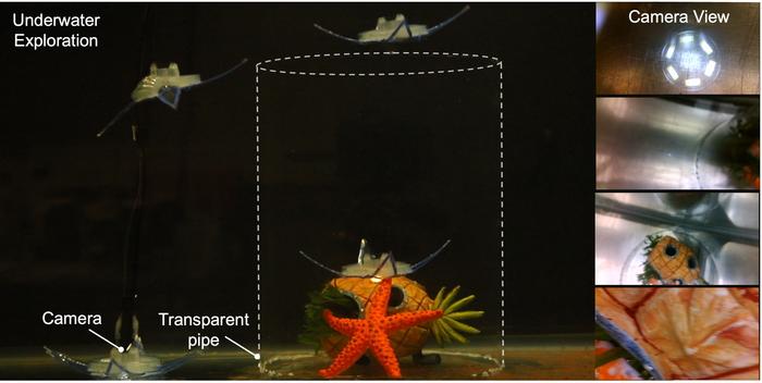 Underwater Robot Design Is Inspired by Feather Stars