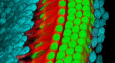Microscopic View of Murine Ear Cells
