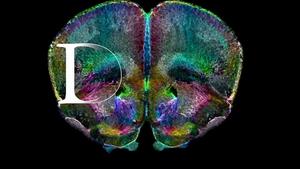 Duke Mouse Brain Atlas Will Accelerate Studies of Neurological Disorders
