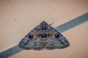 Granny's Cloak Moth (Speiredonia spectans)