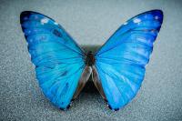 Morpho Butterfly