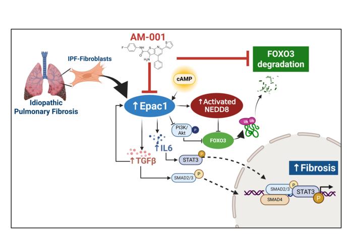Blocking a Little-Known Protein May Offer New Hope for Devastating Lung Disease