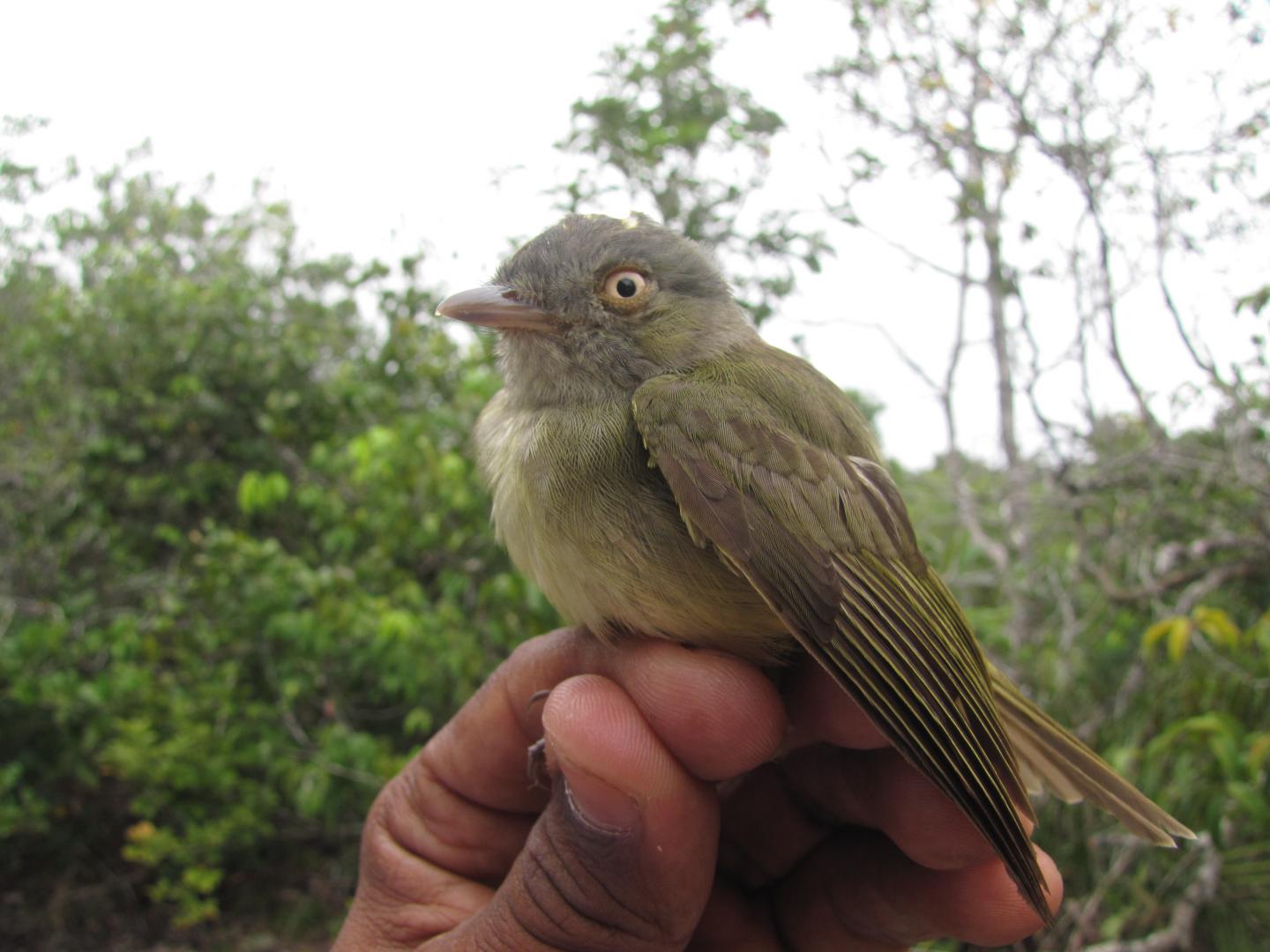 Bird