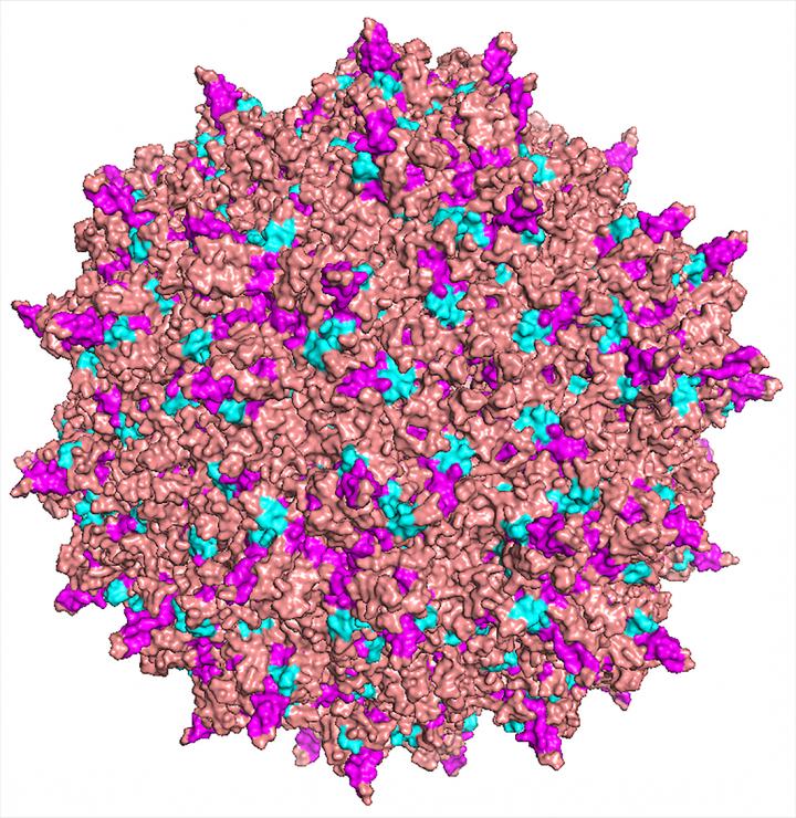 Adeno-associated Virus