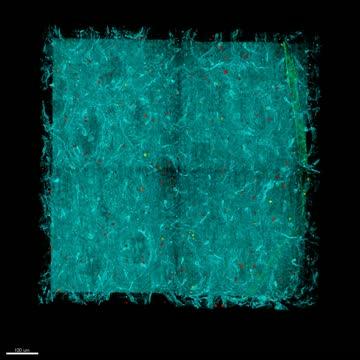 Enteroendocrine Cells in the Mouse Intestine (2 of 2)