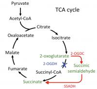Decades-Old Conclusion about Energy-Making Pathway of Cyanobacteria is Corrected (1 of 2)