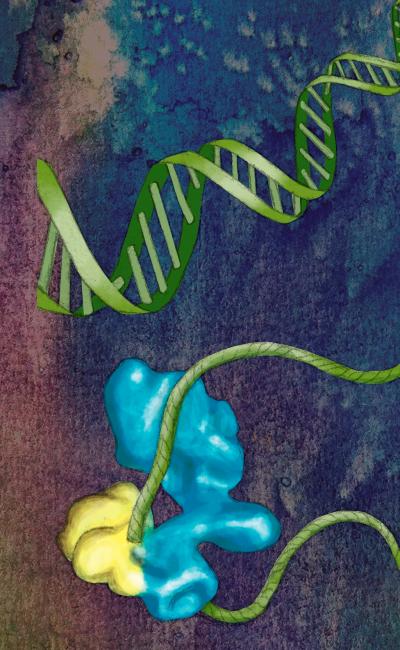 TFIID and DNA