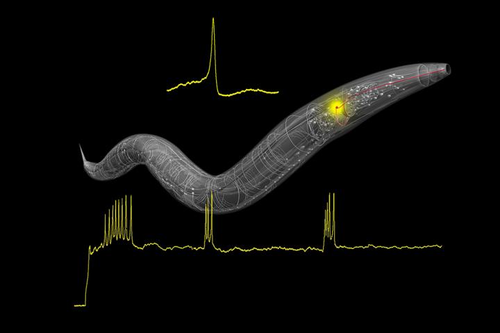 Action Potentials in <i>C. elegans</i>