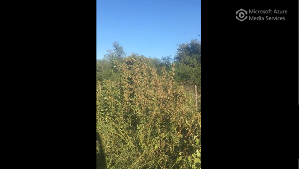 Locusts covering local plant life