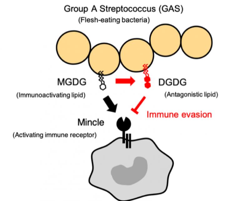 The Mechanism by Which Group A <i>Streptococcus</i> (GAS) Evades the Immune System.