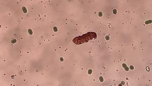 Tardigrades in motion