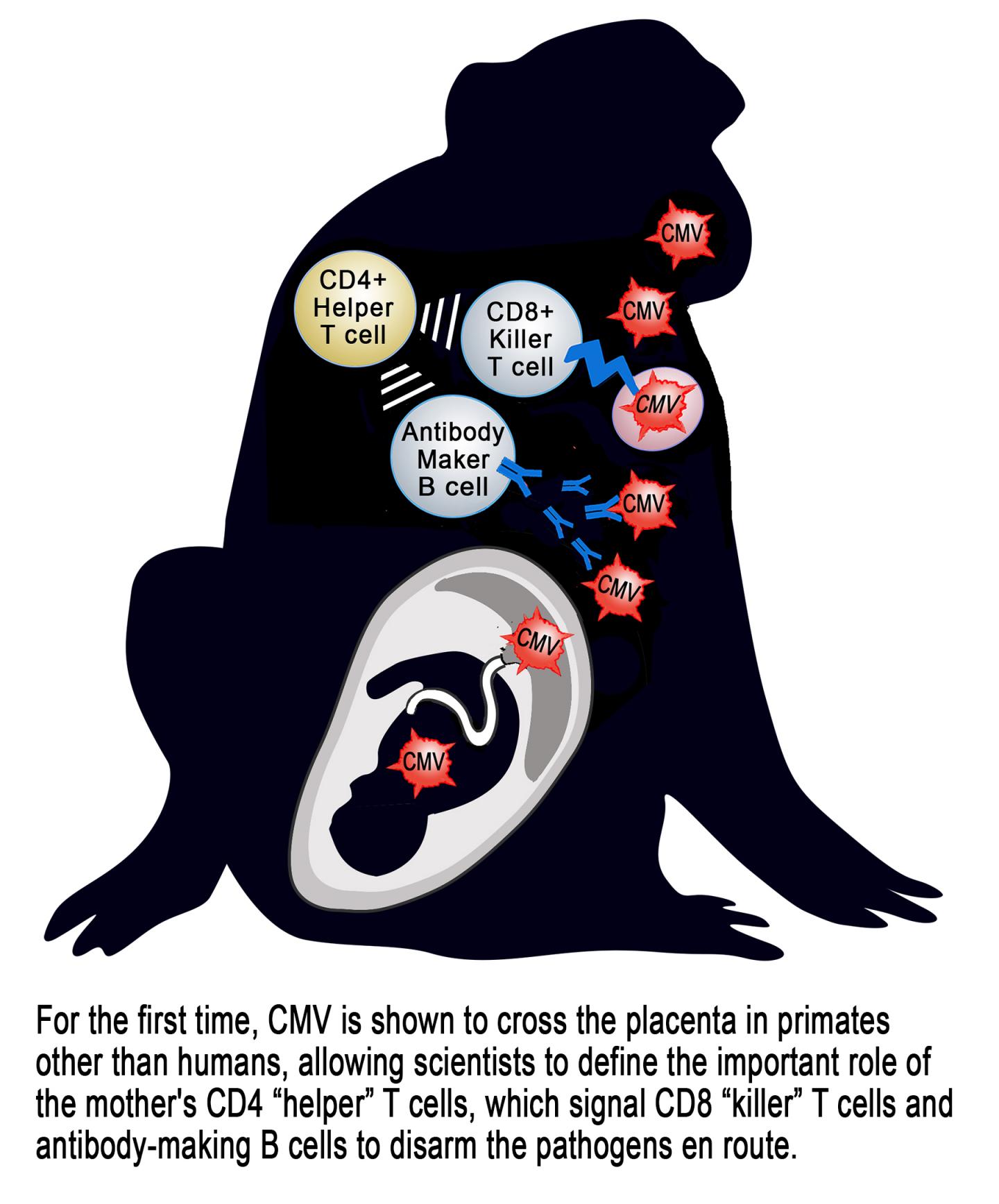 CMV in Rhesus Monkeys