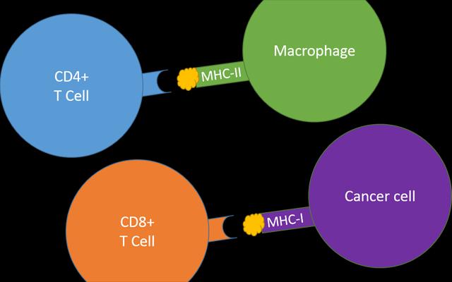 MHC Complex Graphic, UC San Diego Health
