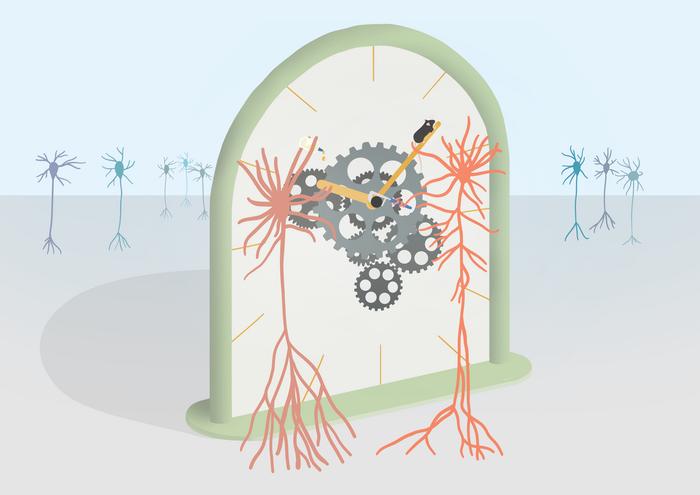Setting the Brain's Internal Clock