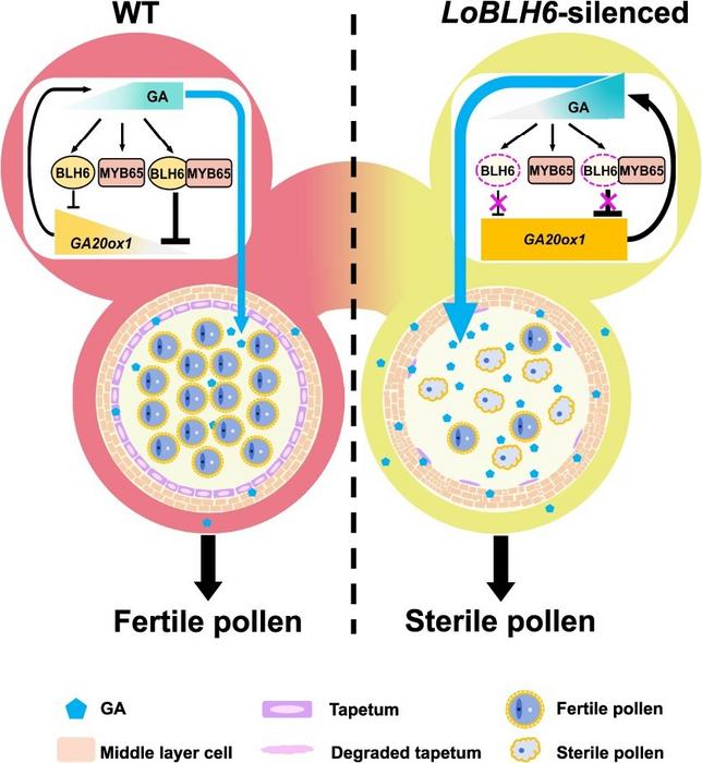 Working model explaining how the LoBLH6-LoMYB65 module feedback regulates GA-mediated pollen development.