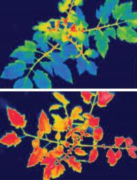 Tomato Plant Leaves