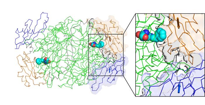 Overall structural changes in copper amine oxidase during catalysis