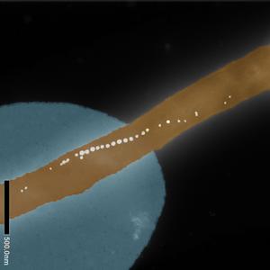 Bacterium with magnetic nanoparticles