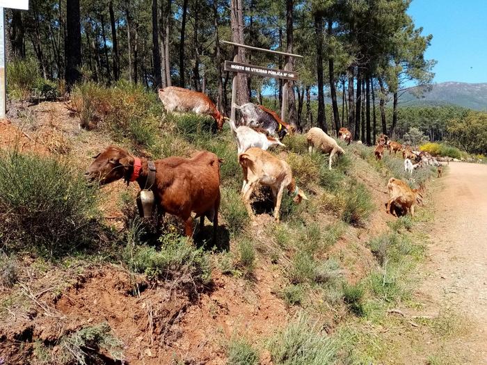 Goat farming to diversify land use in northern Extremadura (Spain)