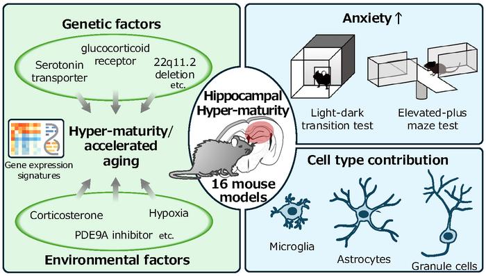 Hyper-maturity and accelerated aging in the hippocampus and increased anxiety-like behavior