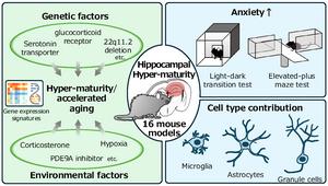 Hyper-maturity and accelerated aging in the hippocampus and increased anxiety-like behavior