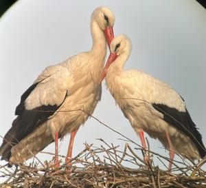 Pair of white storks