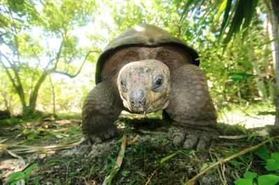 Aldabra Tortoise (<I>Aldabrachelys gigantea</I>) (1 of 3)