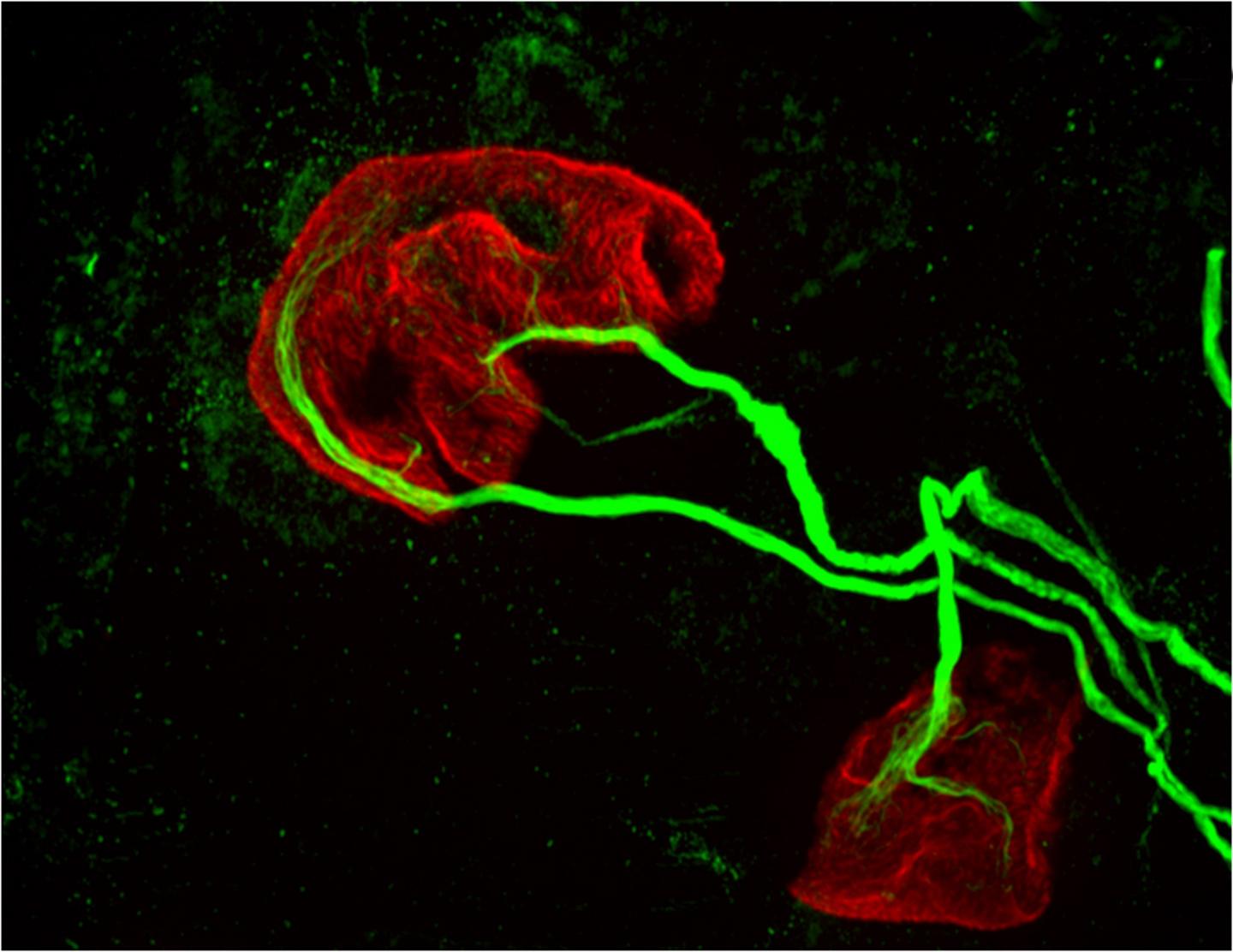 Multiple Innervation