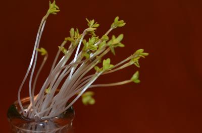 Plant Growing Toward Sunlight