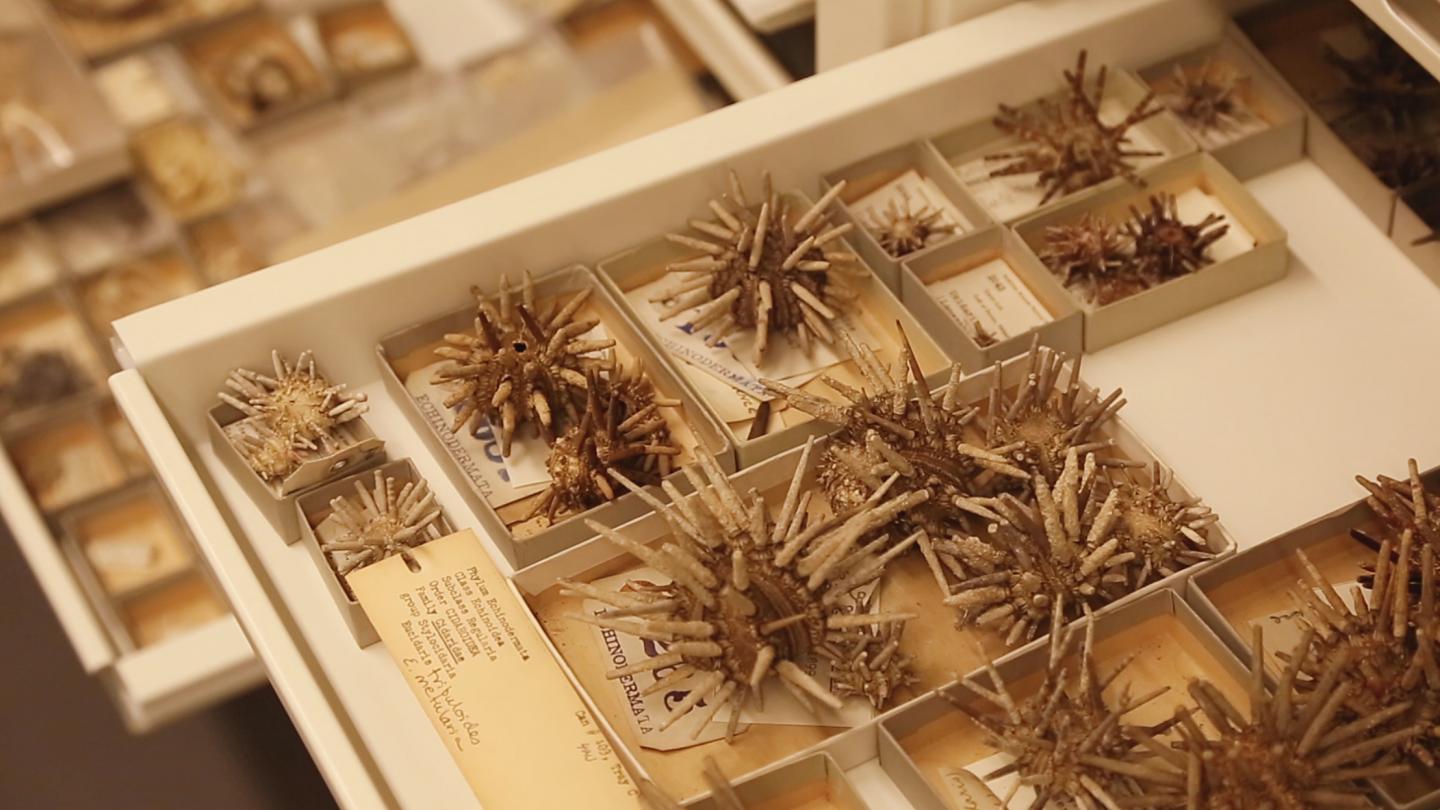 Sea Urchins