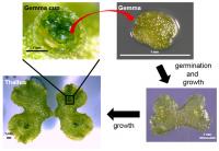 植物がクローン繁殖体をつくる仕組みをコケで解明 | EurekAlert!