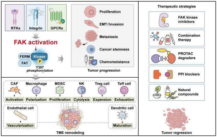 Expanding role of FAK in tumor progression and emerging therapeutic strategies