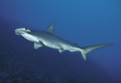 <i>Sphyrna lewini</i>