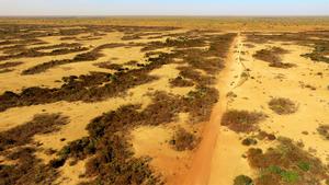 Tiger bush landscape in Niger