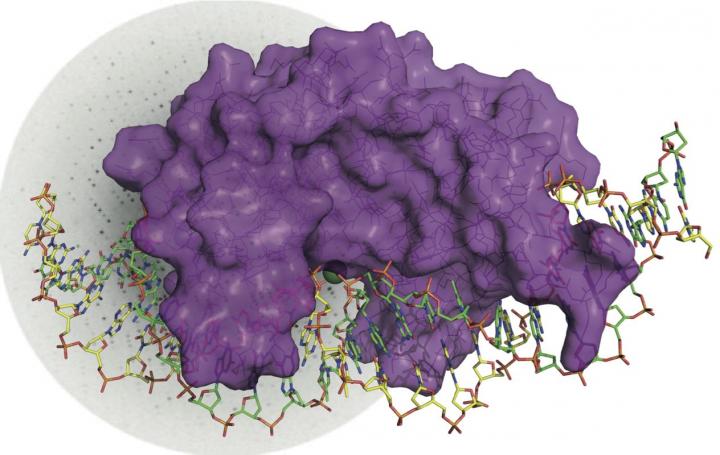 Enzyme I-DmoI