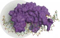 Enzyme I-DmoI