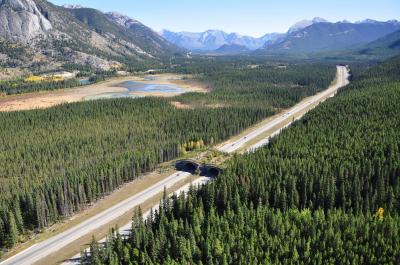 Wildlife Crossing