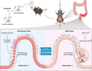 AMPs can ameliorate DSS-induced colitis through modulation of the gut microbiota.