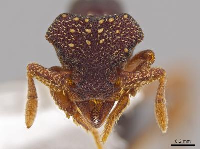 <i>Eurhopalothrix zipacna</i>